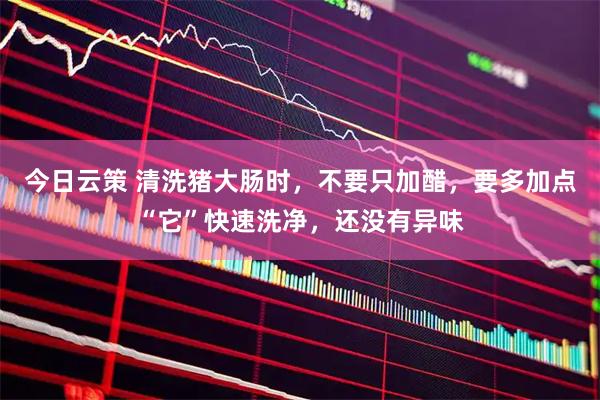 今日云策 清洗猪大肠时，不要只加醋，要多加点“它”快速洗净，还没有异味